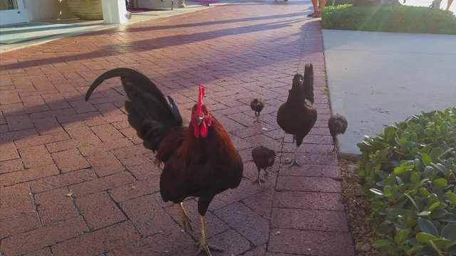 Wild chickens roaming in Key West, Florida, USA