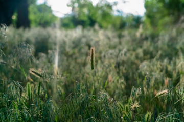 Bright sunlight beaming down on lush green grasses growing in the forest