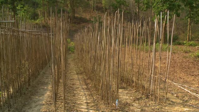 Close up still shot of a teak nursery with rows of planted seeds protected by dry wooden stalks, forest setting, Taungoo, Myanmar