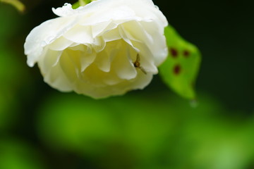 Obraz premium real wild roses attract real fast wild bees