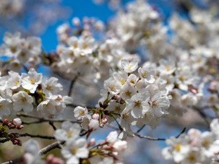 桜
