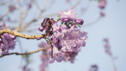 bee on a flower, jacaranda in spring
