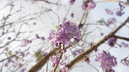 Jacaranda in spring