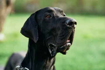 portrait of a dog