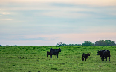 Angus cattle on lush green pasture at twilight