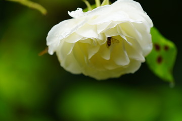 real wild roses attract real fast wild bees