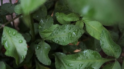 water drops on leaf