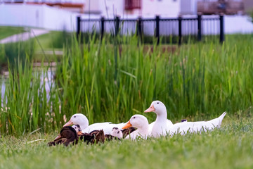 White and brown ducks against vivid green grasses and shiny pond with bridge