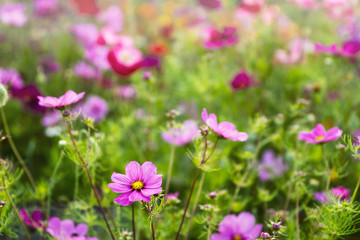 Obraz na płótnie Canvas Wild flowers including garden cosmos grow together in a field; beautiful mixture of purple, red, orange and yellow flowers with out of focus background