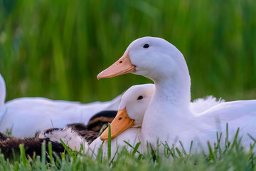 Close up view of ducks with white feathers and yellow beak on a sunny day