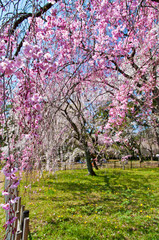 Fototapeta premium Scientific name is Cerasus itosakura (Sieb.) Masam. & Suzuki f. itosakura.