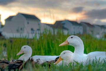 Group of ducks with white feathers short yellow beaks and small black eyes