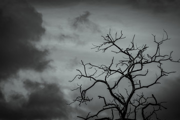 Silhouette dead tree on dark dramatic sky background for scary or death. Leafless tree branch. Hopeless, despair,sad and lament concept. Scary forest. Dramatic horror night on Halloween day.