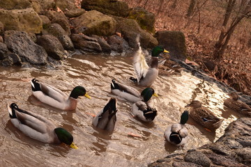 Obraz premium duck bathing