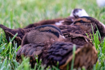 Close up view on sunny day of ducks with combination of black and brown feathers
