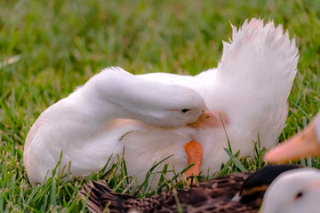 Close up view of a duck with yellow beak preening its white feathers