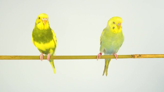Two wavy parrots on a stick on a white background