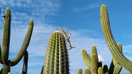 cricket in cacti