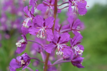 Obraz premium Willow-herb