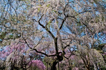 Scientific name is Cerasus itosakura (Sieb.) Masam. & Suzuki f. itosakura.
