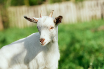 Naklejka na ściany i meble white goat on the meadow