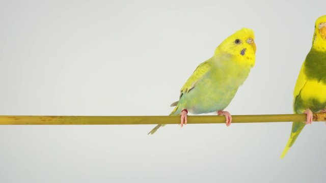 Two wavy parrots on a stick on a white background