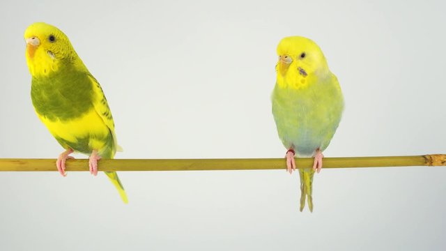 Two wavy parrots on a stick on a white background