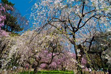 Scientific name is Cerasus itosakura (Sieb.) Masam. & Suzuki f. itosakura.