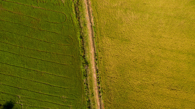Aerial view shot from drone of the beautiful paddy fields with green young sprouts in farming organic harvest with rice. Image of beautiful Terraced rice field in water season take photo from drone.
