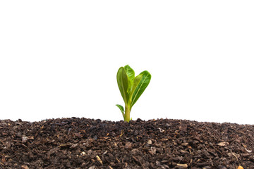 Heap dirt with a small plant sprout isolated on white background .