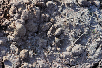 Rainless ,Heat and sun make land dry , snail die and leave shell on ground