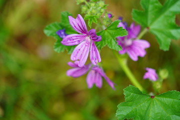 real wild flowers attract real fast insects