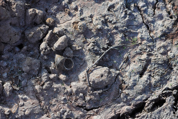 Rainless ,Heat and sun make land dry , snail die and leave shell on ground