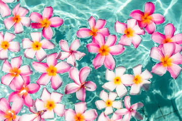Tropical flowers frangipani plumeria, Leelawadee floating in the water. The spa pool. Peace and tranquility.