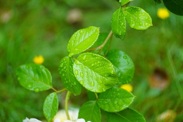 Fototapeta na wymiar real water raindrops on fresh green leaves