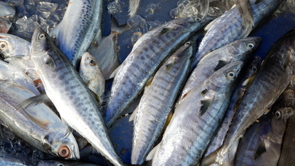 Obraz premium fresh fish at the market