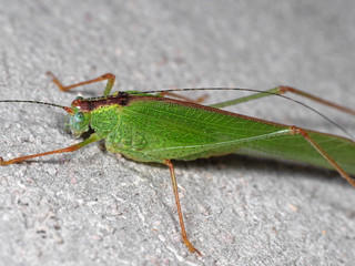 Fototapeta premium Macro Photo of Green Grasshopper on The Floor, Selective Focus
