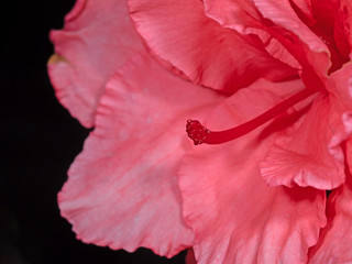 Close up Stigma of Pink Azalea Flower Isolated on Black Background