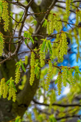 Birch catkins and fresh young leaves in the sunlight on a beautiful spring background. Selective focus, shallow depth of field.