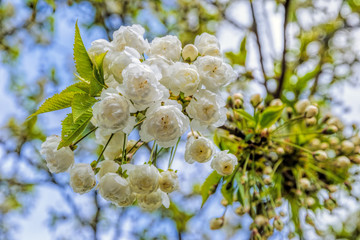 Close-up view of blossom cherry branch with beautiful white flowers on a spring day in the garden. Spring flower background. cherry tree in bloom.