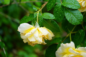 real wild roses attract real fast insects