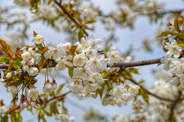 A close-up of bright white flowers on branch of blossoming cherry tree against cloudy sky in Stockholm, Sweden. Selective focus, shallow depth of field.
