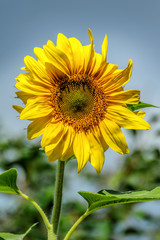 Close-up view of a large yellow sunflower with big green leaves growing in the garden on natural blurred background. Soft selective focus.