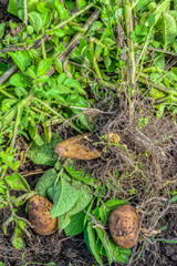 Top close-up view of freshly picked organic potatoes from home grown vegetable on the field.