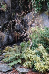 Peaceful rock garden with fern, vines and gnarly green tree