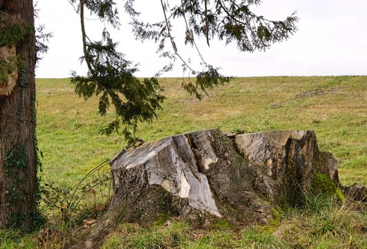 Large old growth stump beside growing evergreen tree on grassy hillside