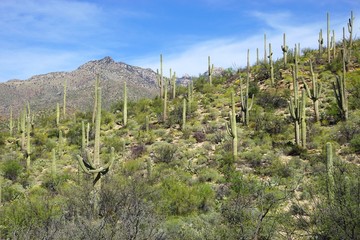 Cactus covered mountains in American Southwest