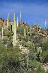 Rugged desert mountainside covered with tall Saguaro Cactus in rural Arizona 