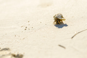 small hermit crab in conch creeps on white fine sand. Beach, arthropod, live. Exotic animal.