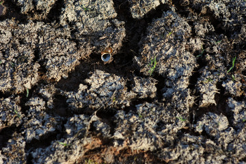 Rainless ,Heat and sun make land dry , snail die and leave shell on ground